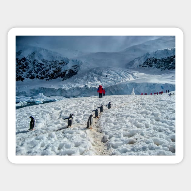 Walking with penguins in Antarctica Sticker by RosNapier